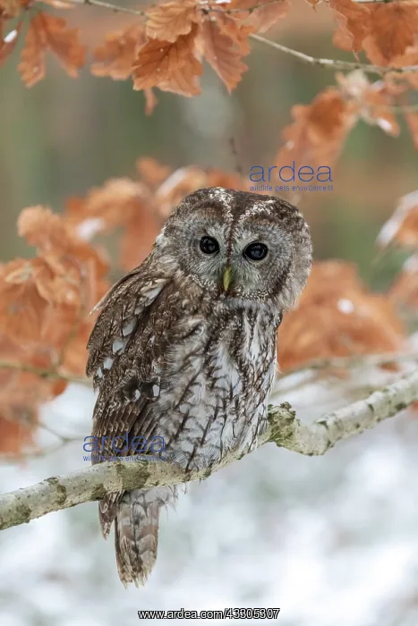 : Tawny owl (Strix aluco) sits on branch, captive : Tawny owl (Strix aluco) sits on branch, captive
