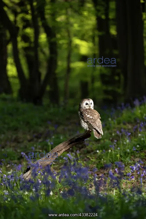 : Tawny owl (Strix aluco) sitting in a bluebell (Hyacinthoides : Tawny owl (Strix aluco) sitting in a bluebell (Hyacinthoides