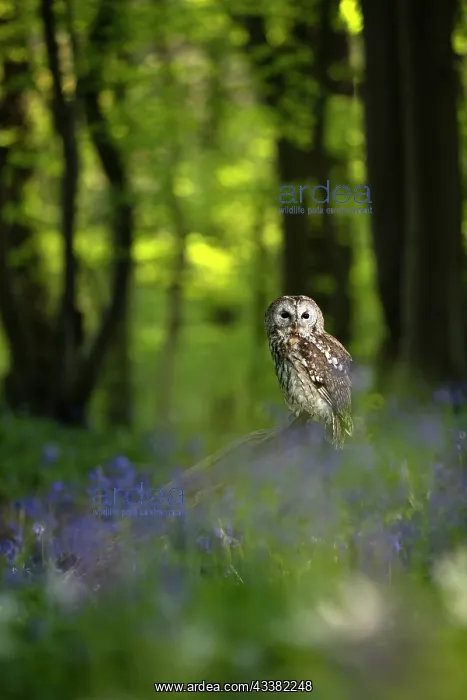 : Tawny owl (Strix aluco) sitting in a bluebell (Hyacinthoides : Tawny owl (Strix aluco) sitting in a bluebell (Hyacinthoides