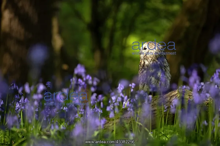 : Tawny owl (Strix aluco) sitting in a bluebell (Hyacinthoides : Tawny owl (Strix aluco) sitting in a bluebell (Hyacinthoides