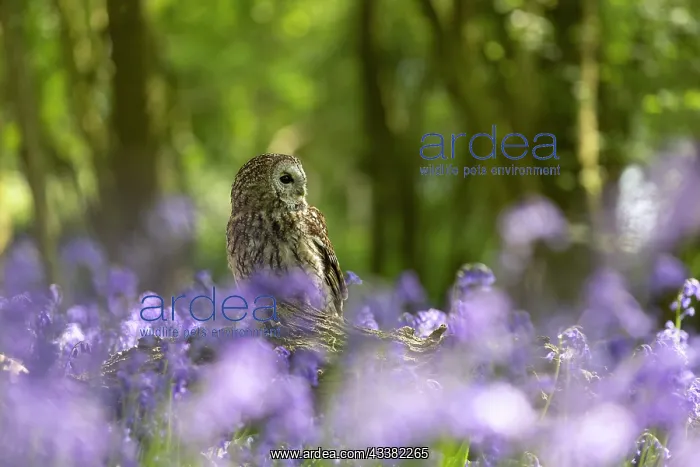 : Tawny owl (Strix aluco) sitting in a bluebell (Hyacinthoides : Tawny owl (Strix aluco) sitting in a bluebell (Hyacinthoides