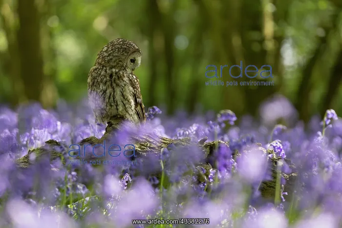 : Tawny owl (Strix aluco) sitting in a bluebell (Hyacinthoides : Tawny owl (Strix aluco) sitting in a bluebell (Hyacinthoides