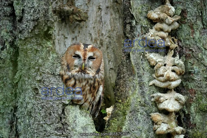 : Tawny owl (Strix aluco), in a tree cavity, Czech : Tawny owl (Strix aluco), in a tree cavity, Czech