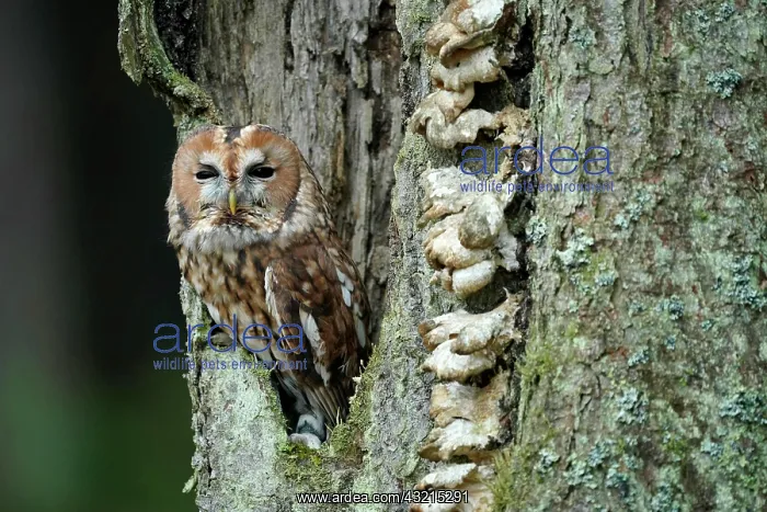 : Tawny owl (Strix aluco), in a tree cavity, Czech : Tawny owl (Strix aluco), in a tree cavity, Czech