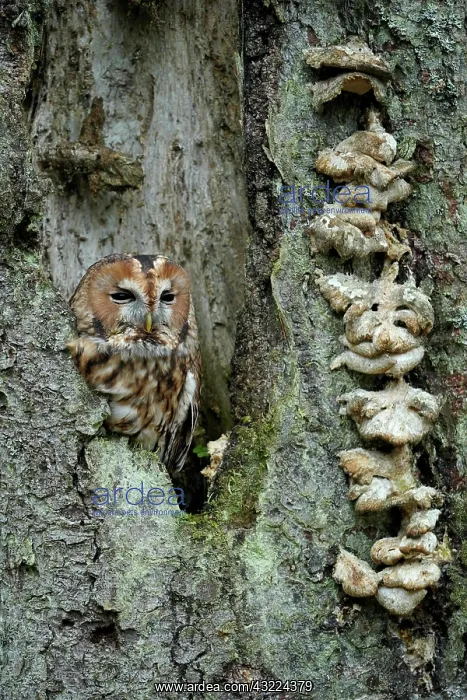 : Tawny owl (Strix aluco), in a tree cavity, Czech : Tawny owl (Strix aluco), in a tree cavity, Czech