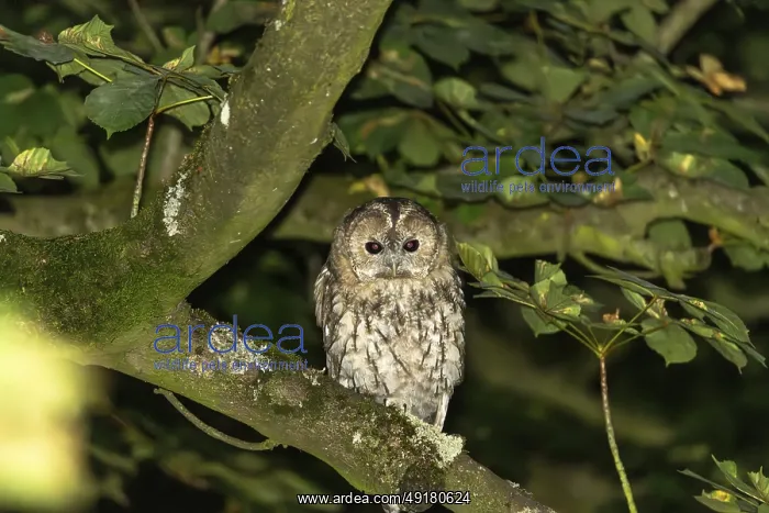 : Tawny owl (Strix aluco), Westend Nord : Tawny owl (Strix aluco), Westend Nord