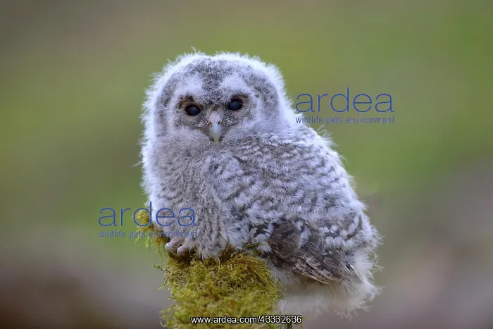 : Tawny owl (Strix aluco), young bird sits on mossed : Tawny owl (Strix aluco), young bird sits on mossed
