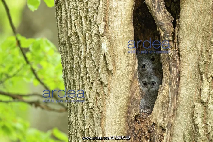 : Tawny Owl (Strix aluco) youngs at nest, Vaud countryside : Tawny Owl (Strix aluco) youngs at nest, Vaud countryside