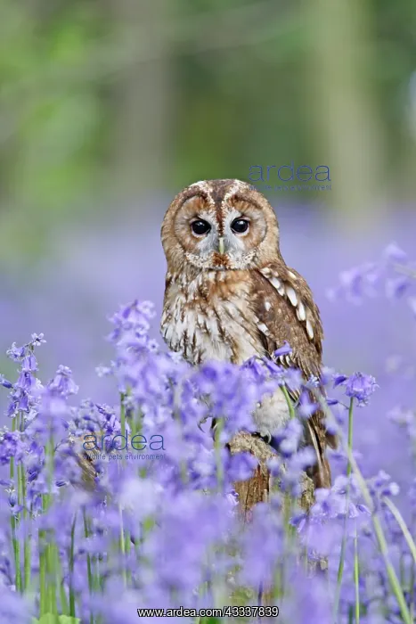 : Tawny Owl - on stump in bluebell wood : Tawny Owl - on stump in bluebell wood