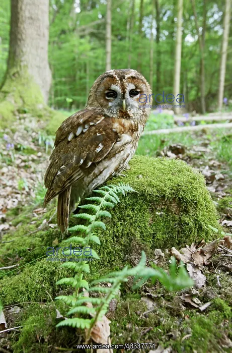 : Tawny Owl - on stump in woodland : Tawny Owl - on stump in woodland