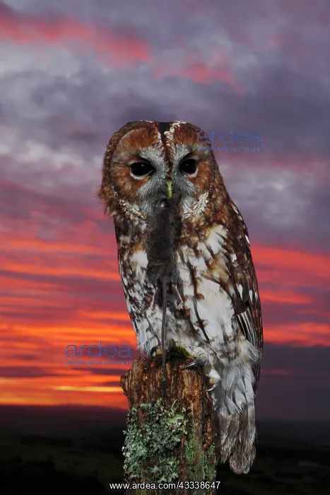 : Tawny Owl - at sunset with prey : Tawny Owl - at sunset with prey