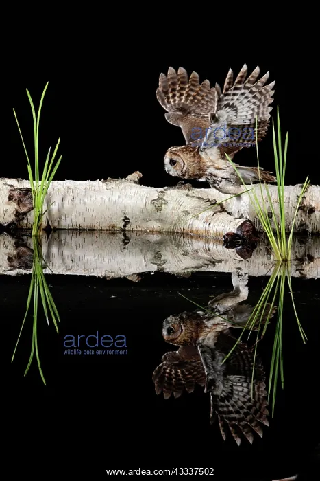 : Tawny owl - taking off - showing reflection : Tawny owl - taking off - showing reflection