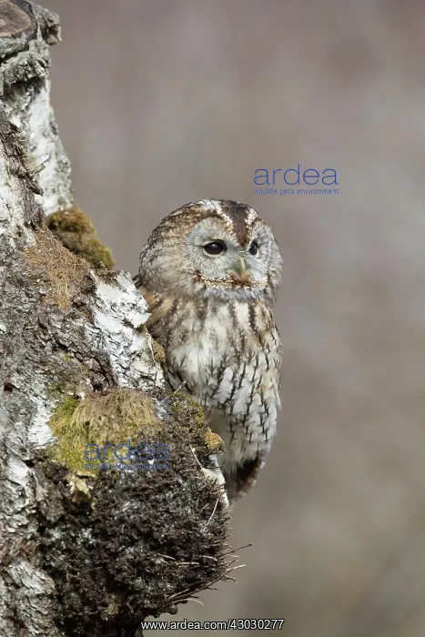  : Tawny Owl on Tree - Cornwall - UK