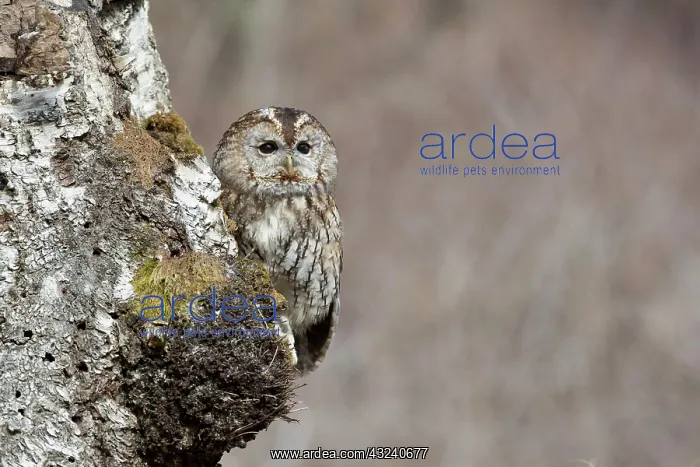  : Tawny Owl on Tree - Cornwall - UK