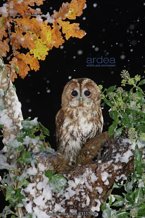 : Tawny owl - on tree in falling snow : Tawny owl - on tree in falling snow