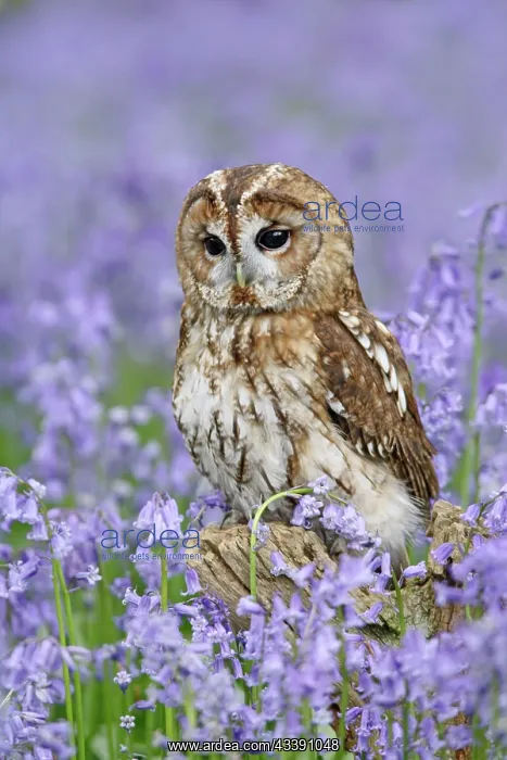 : Tawny Owl - on tree stump in bluebell wood : Tawny Owl - on tree stump in bluebell wood