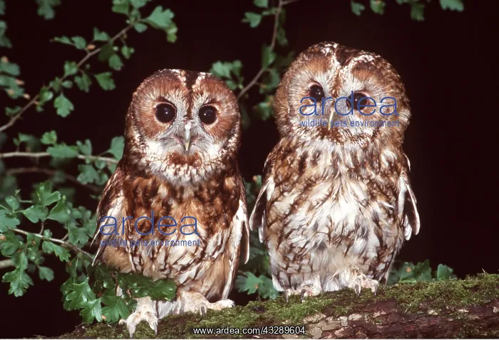 : TAWNY OWL - x two, pair perched on branch : TAWNY OWL - x two, pair perched on branch