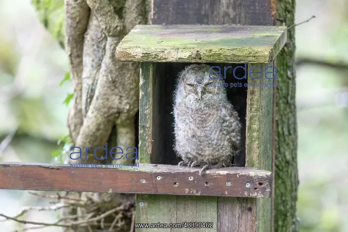 : Tawny Owl - Young - UK : Tawny Owl - Young - UK