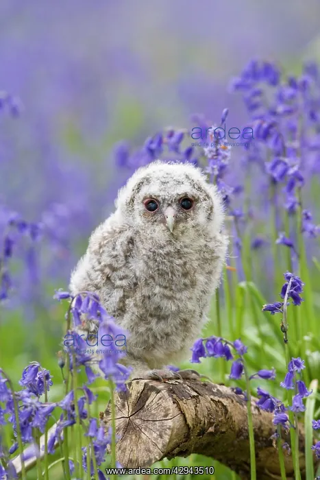 : Tawny owl - youngster in bluebell woodland : Tawny owl - youngster in bluebell woodland