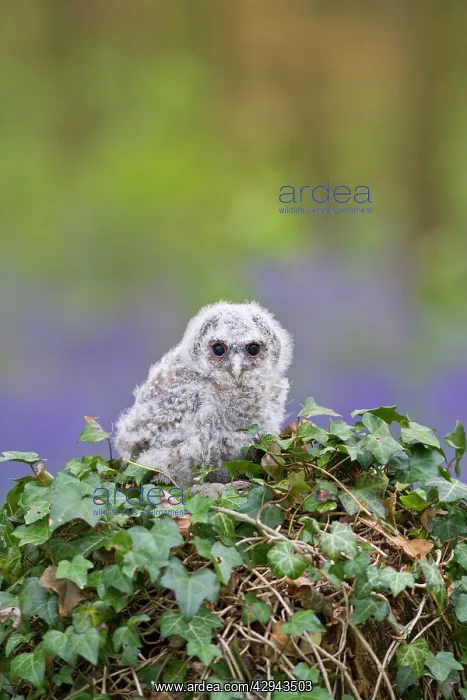 : Tawny owl - youngster in bluebell woodland resting on ivy : Tawny owl - youngster in bluebell woodland resting on ivy