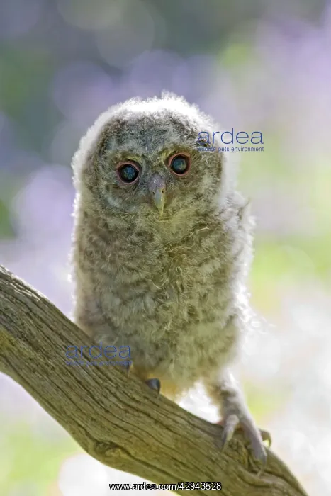 : Tawny owl - youngster on branch in bluebell woodland : Tawny owl - youngster on branch in bluebell woodland