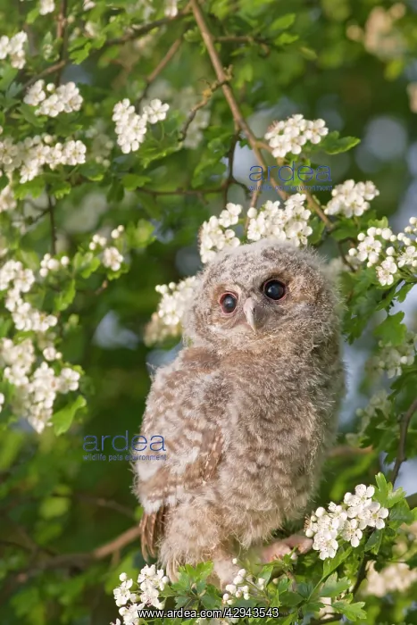: Tawny owl - youngster in may blossom : Tawny owl - youngster in may blossom