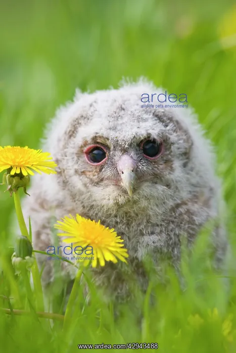 : Tawny owl - youngster in meadow : Tawny owl - youngster in meadow