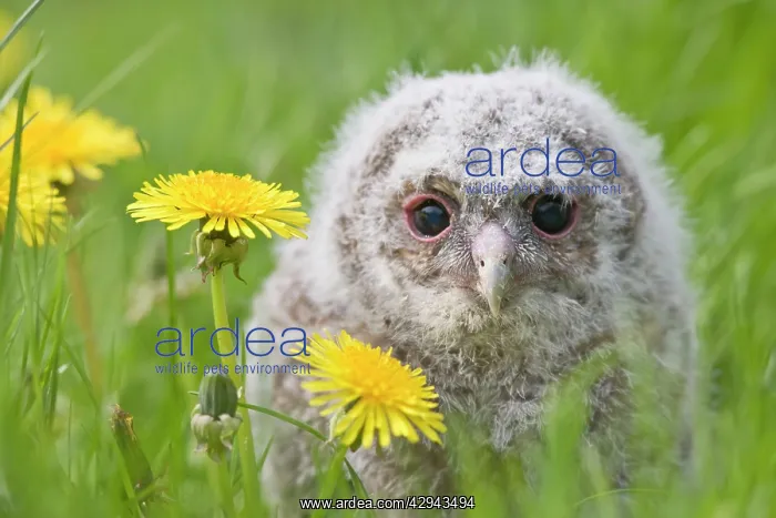 : Tawny owl - youngster in meadow : Tawny owl - youngster in meadow