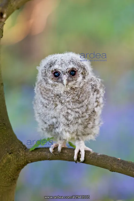 : Tawny owl - youngster on sycamore branch in bluebell : Tawny owl - youngster on sycamore branch in bluebell