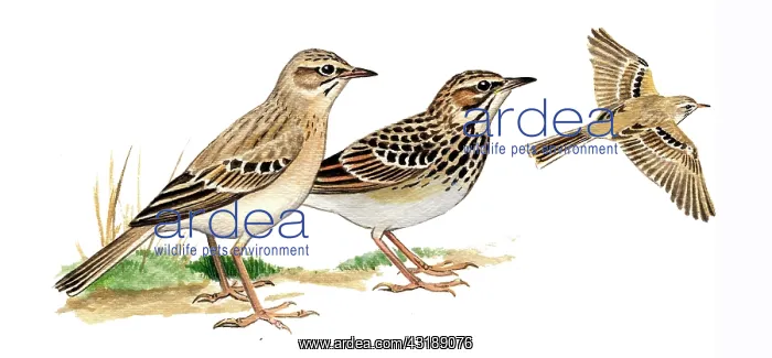 : Tawny Pipit : Tawny Pipit