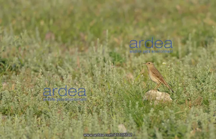 : Tawny Pipit (Anthus campestris) on ground, Danube : Tawny Pipit (Anthus campestris) on ground, Danube
