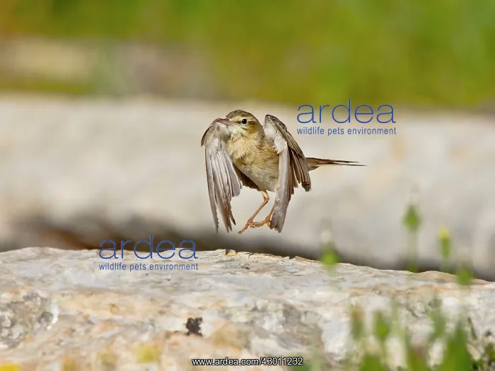 : Tawny Pipit drying out wings after bathing : Tawny Pipit drying out wings after bathing