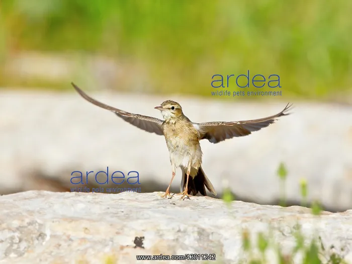 : Tawny Pipit drying out wings after bathing : Tawny Pipit drying out wings after bathing