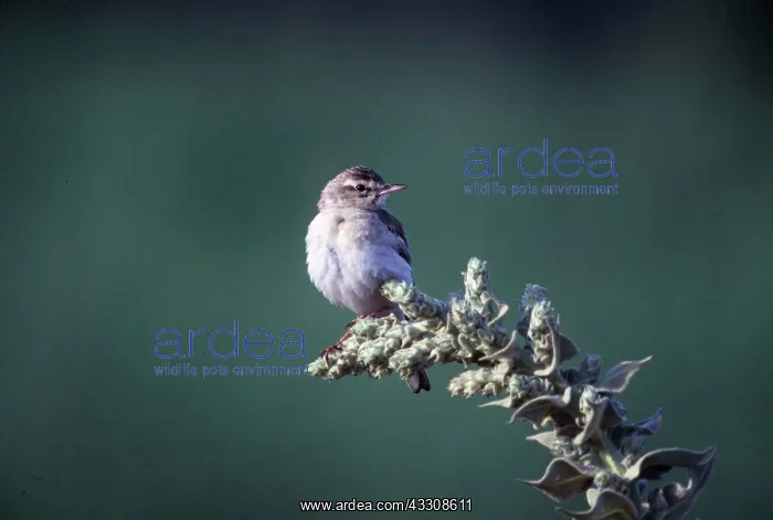 : TAWNY PIPIT - perched on tip of branch : TAWNY PIPIT - perched on tip of branch