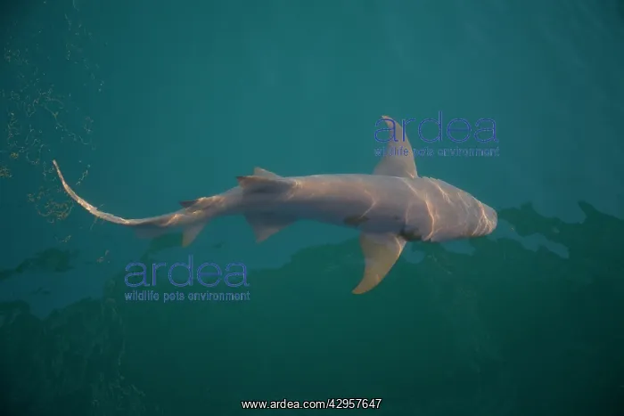 : Tawny Shark - Off Raft Point Kimberley coast : Tawny Shark - Off Raft Point Kimberley coast