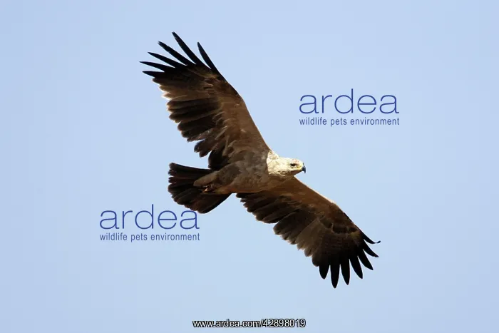 : Tawny / Steppes Eagle - pale form : Tawny / Steppes Eagle - pale form
