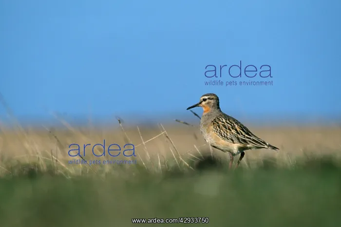 : Tawny-Throated Dotterel : Tawny-Throated Dotterel