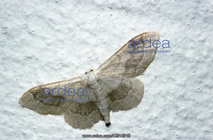 : Tawny Wave Moth : Tawny Wave Moth
