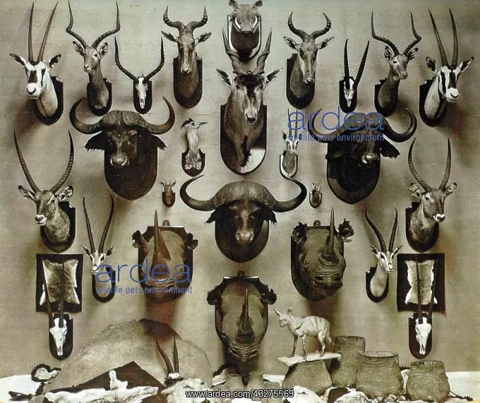 : Taxidermy: African Big Game hunting trophies by : Taxidermy: African Big Game hunting trophies by