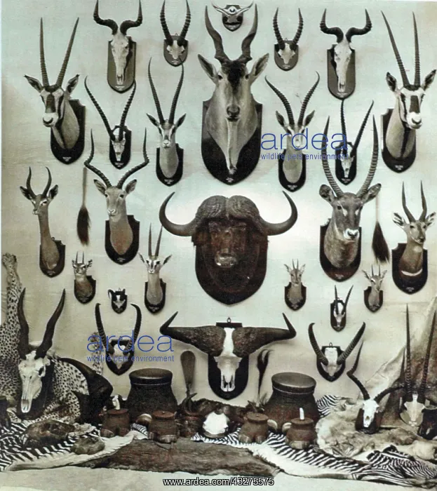 : Taxidermy: African Big Game hunting trophies by : Taxidermy: African Big Game hunting trophies by