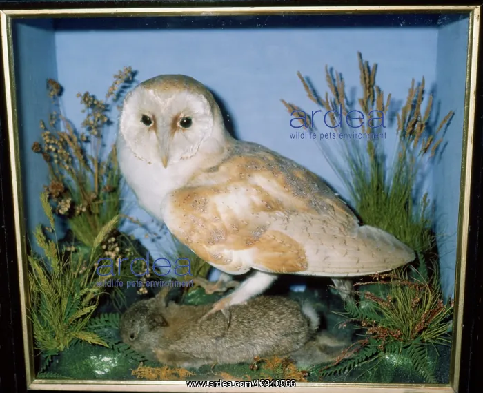 : Taxidermy - Barn Owl : Taxidermy - Barn Owl