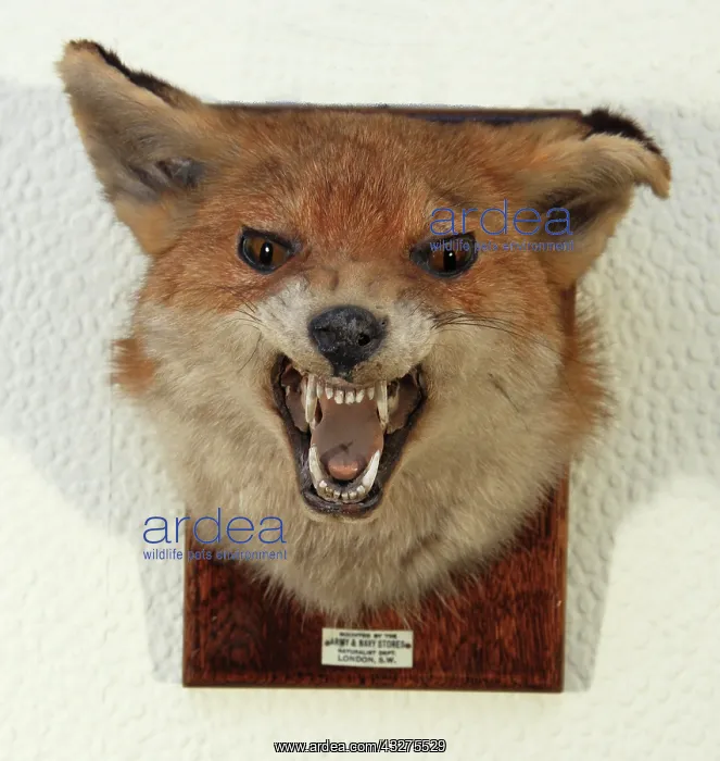 : Taxidermy: Fox head mount trophy by Army & Navy : Taxidermy: Fox head mount trophy by Army & Navy