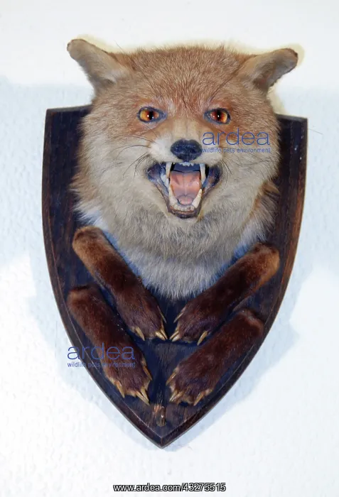 : Taxidermy: Fox head mount trophy by Bartlett of : Taxidermy: Fox head mount trophy by Bartlett of