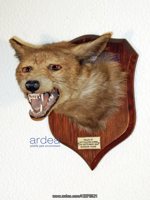 : Taxidermy: Fox head mount trophy by Peter Spicer : Taxidermy: Fox head mount trophy by Peter Spicer