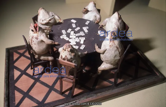 : Taxidermy - Frogs playing cards : Taxidermy - Frogs playing cards