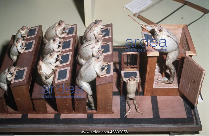 : Taxidermy - Frogs at school : Taxidermy - Frogs at school