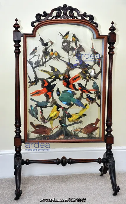 : Taxidermy: furniture. Ornamental firescreen built : Taxidermy: furniture. Ornamental firescreen built