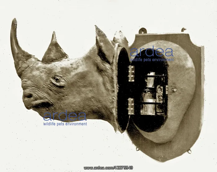 : Taxidermy Furniture: Rhinoceros head drinks cabinet : Taxidermy Furniture: Rhinoceros head drinks cabinet