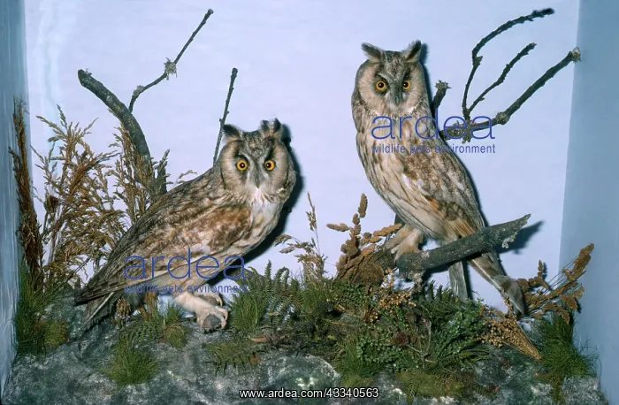 : Taxidermy - Long-eared Owl : Taxidermy - Long-eared Owl