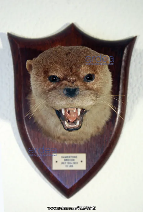 : Taxidermy: Otter head mount trophy by Peter Spicer : Taxidermy: Otter head mount trophy by Peter Spicer